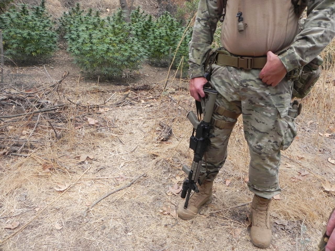 Los plantíos de marihuana generalmente están ligados a los cárteles de mayor influencia en este condado, como Sinaloa, Michoacán, Beltrán Leyva y Jalisco Nueva Generación.