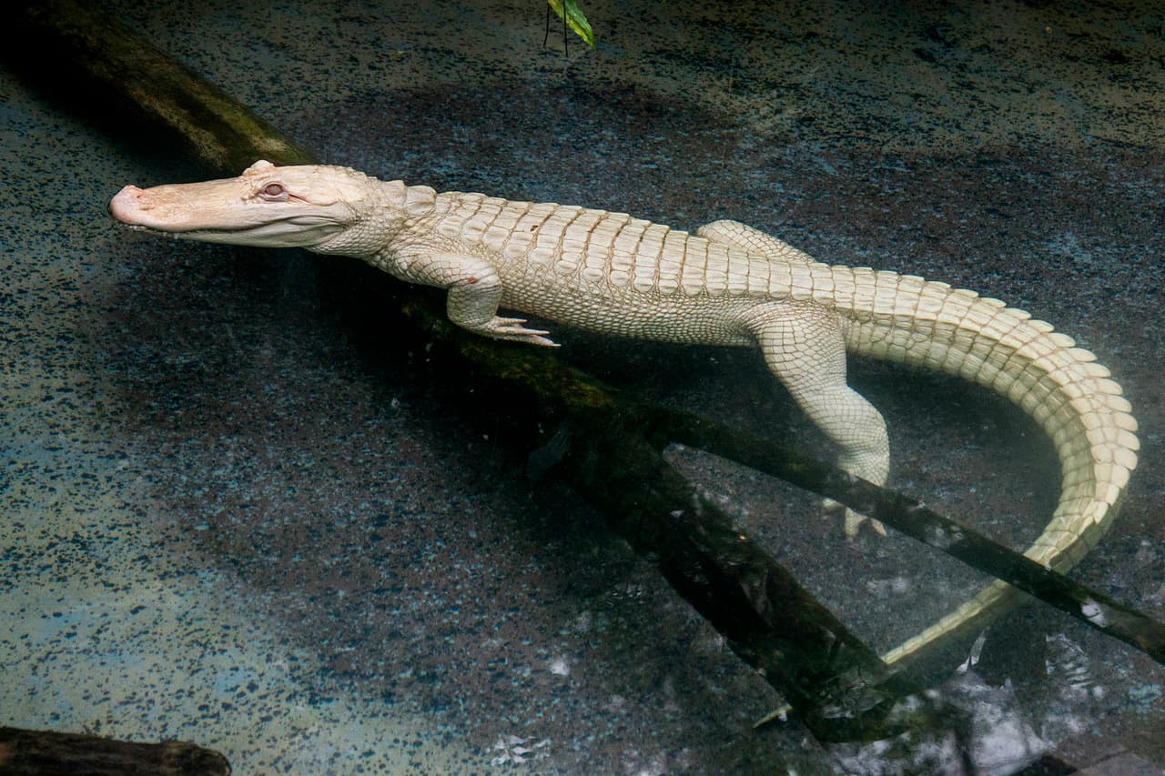 Snowflake, un caimán albino estadounidense de 7 pies de largo, residirá en el hábitat del pantano del Brookfield Zoo hasta septiembre. Los caimanes albinos son extremadamente raros, solo unos 100 existen en el mundo.