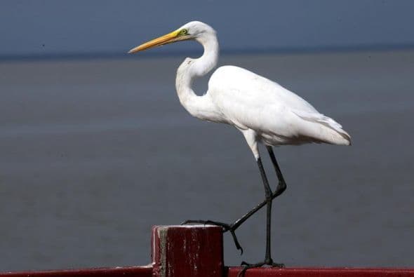 En Río San Juan habitan garzas blancas.