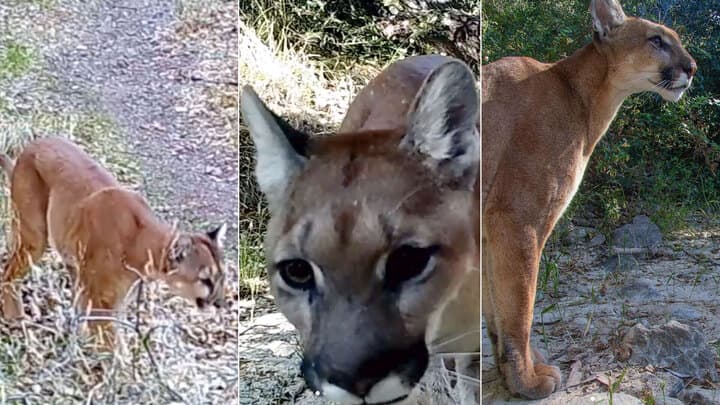 ¡Momentos de tensión! Pareja se encuentra de frente con un puma y logran salir a salvo