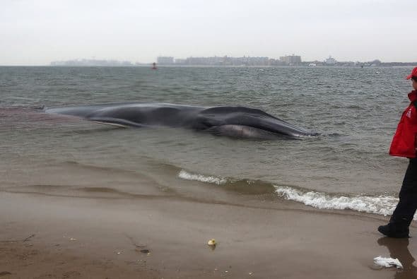 “En muchos de esto casos, cuando ocurre con un animal de estas dimensiones, su vida está comprometida. Cuando lo está demasiado, típicamente se los sacrifica por su propio bien”, afirmó.