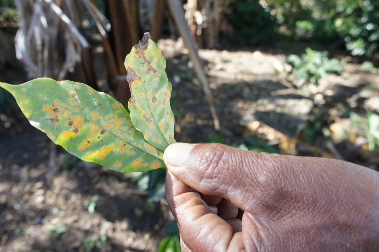Un granjero muestra hojas con roya.