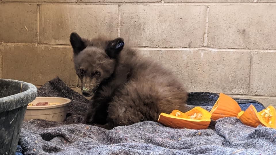 Con piel de tilapia ayudan al oso "Sequoia", que se quemó en un incendio forestal en California 