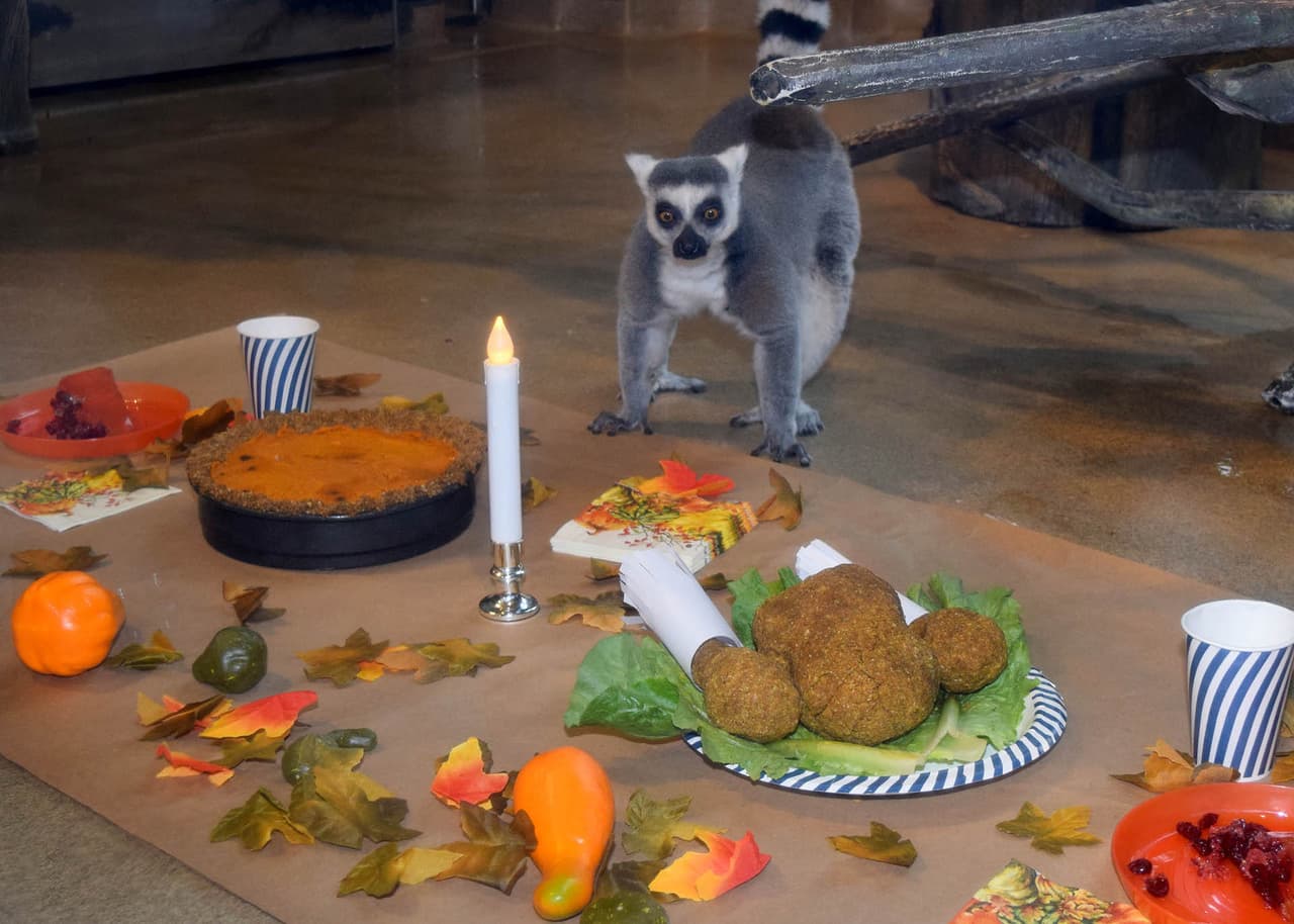 Butch, un lémur de cola anillada observa su comida de Acción de Gracias preparada por el personal de cuidado de animales.