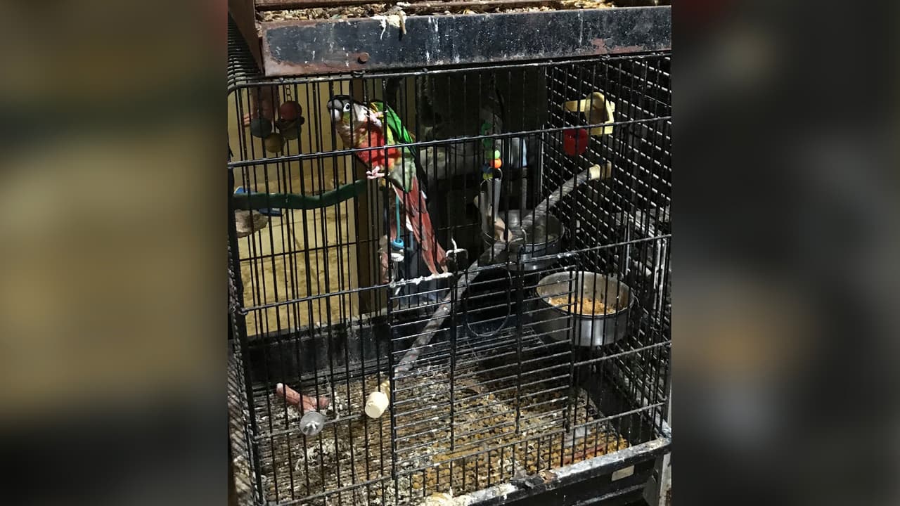 A pesar de que los animales estaban en una condición deplorable, los dueños no querían que se los llevaran todo por el cariño que le tenían.