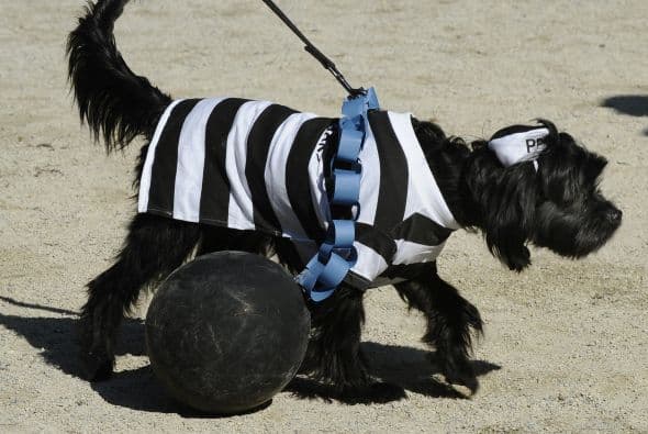 Un perro vestido de presidiario causó revuelo entre los asistentes.