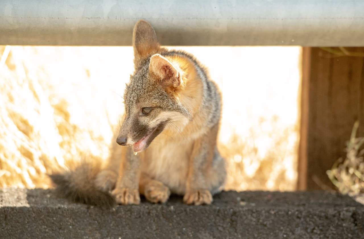 Un cachorro de coyote jadea mientras se cubre bajo una baranda al costado de la carretera con un calor de 108 grados cuando el incendio Carr toma fuerzas cerca de Whiskeytown, California.