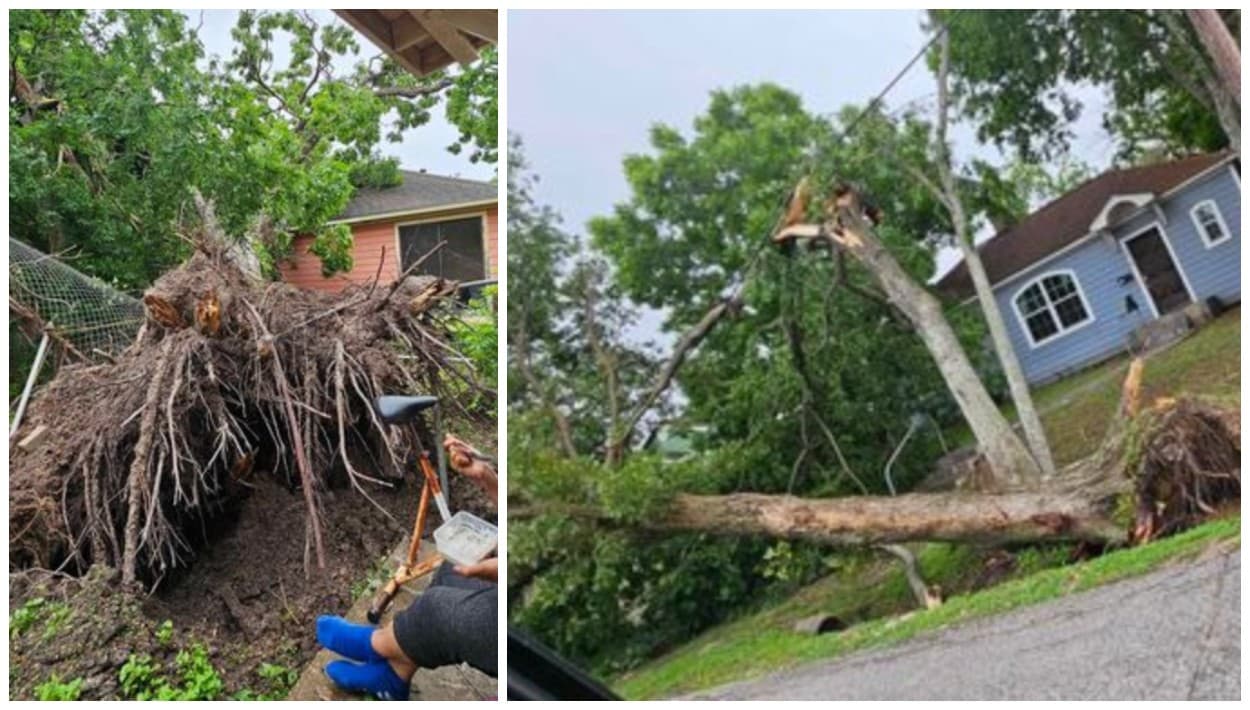 Cerca de Magnolia Park, varios árboles cayeron, otros se partieron y algunas ramas quedaron tendidas sobre los cables del tendido eléctrico.