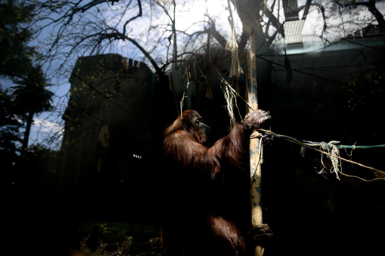 Sandra, la única y primera orangutana declarada "sujeto no humano" por un tribunal argentino, que también le atribuyó derechos básicos, arribó al Aeropuerto Internacional de Dallas-Fort Worth, en donde fue recibida por las autoridades y siguió su camino al zoológico en donde permanecerá en cuarentena.
<br>
<br>Que haya sido reconocida como ser sintiente significa que se le reconoce su capacidad para sentir, percibir o experimentar subjetivamente.
<br>