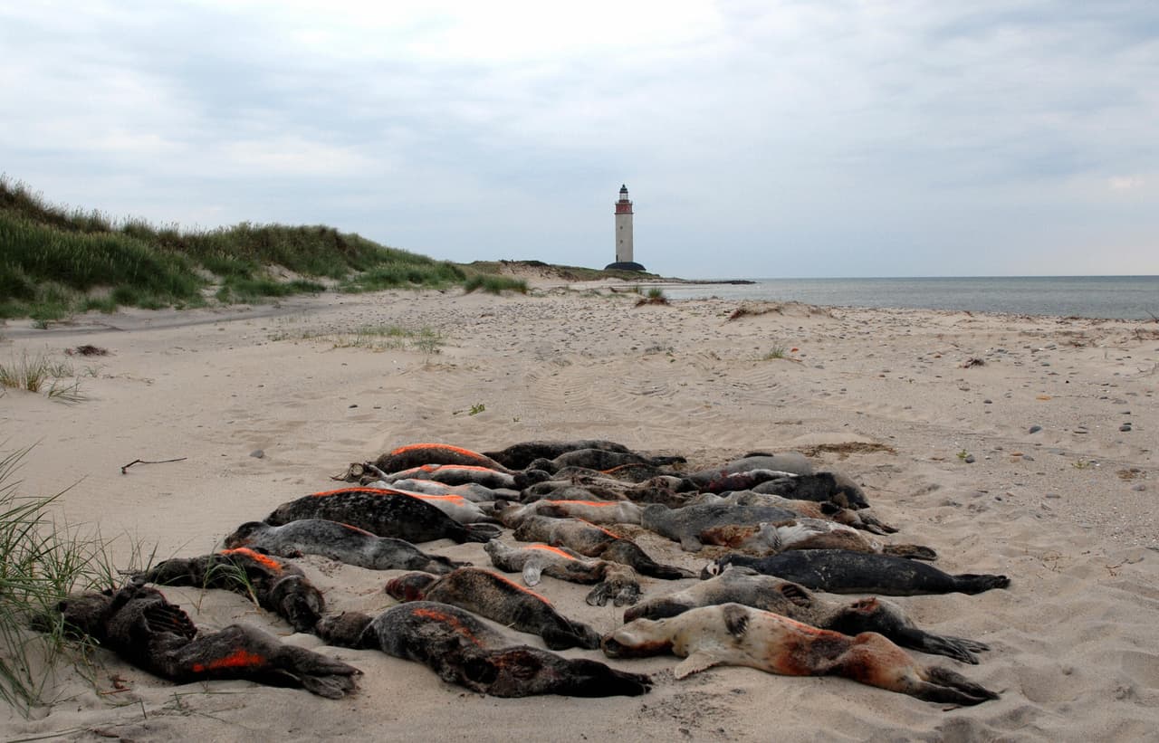 La biodiversidad del planeta está en riesgo. Más de 23,000 de las 78,000 especies de animales y plantas conocidas del planeta están amenazadas en algún grado. Según la Lista Roja de la Unión Internacional para la Conservación de la Naturaleza (UICN), 5,400 son mamíferos como las focas. La falta de alimentos debido a la pesca excesiva y la contaminación afectan a estos animales marinos. En la fotografía: 27 focas aparecieron muertas en una playa de Dinamarca, por causa de un virus misterioso en junio de 2007.