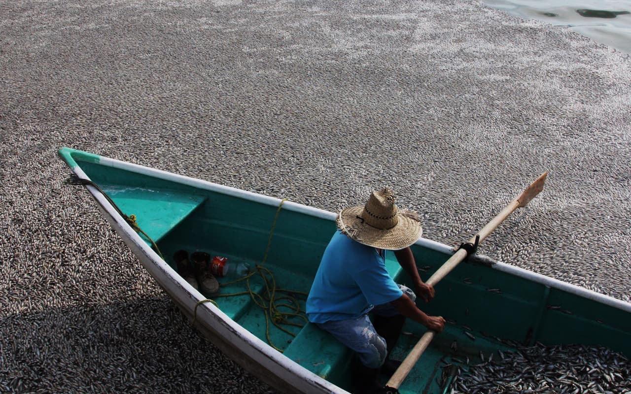 En la laguna de Cajititlán, en el estado de Jalisco, México, los pescadores locales se quedaron sin alternativas ante la muerte masiva al menos 25 toneladas de peces de agua dulce en agosto de 2015. Las autoridades investigaron si una planta de tratamiento de aguas residuales fue la culpable por no filtrar el material no tratado y por lo tanto redujo la cantidad de oxígeno en el agua. El agotamiento de oxígeno produce olores desagradables como los que abundan en muchos caudales en todo el mundo, explicaron expertos de la Unesco.