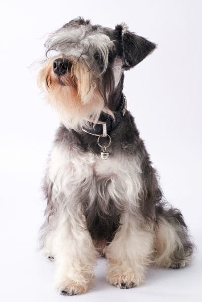 Schnauzer miniatura. Estos perros robustos podrían vivir entre 12 y 14 años. Son una gran opción para las familias, ya que adoran a los niños.