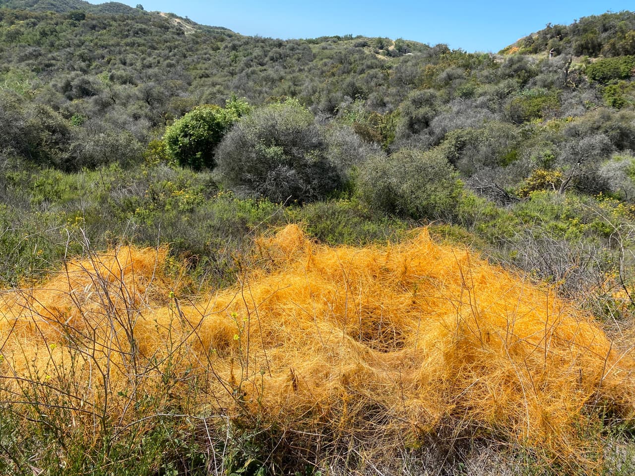 Otro peligro durante tu paseo son las plantas venenosas. A menos que seas un experto botánico, te recomendamos no tocar las plantas en tu camino. Nunca sabes cuál puede causarte una irritación en la piel.