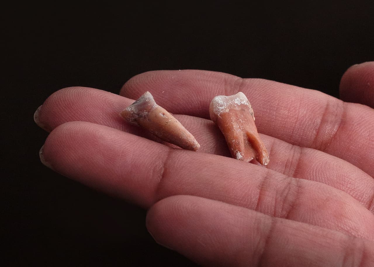 Investigadores dicen que dientes y fragmentos de quijadas descubiertos, que datan de hace unos 700.000 años, revelan información sobre ancestros de los 'Homo floresiensis', también conocidos como "hobbits"