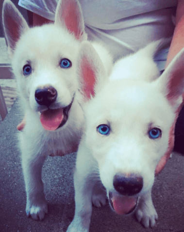 ¿Cuánto crees que se parecen a papá?