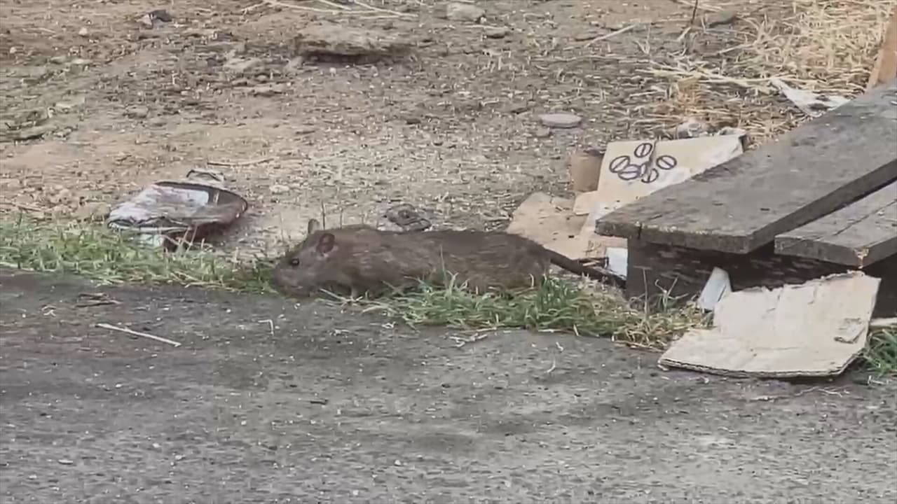 Los Ángeles vuelve a ser la ciudad con más ratas en EE.UU., según ranking de Orkin