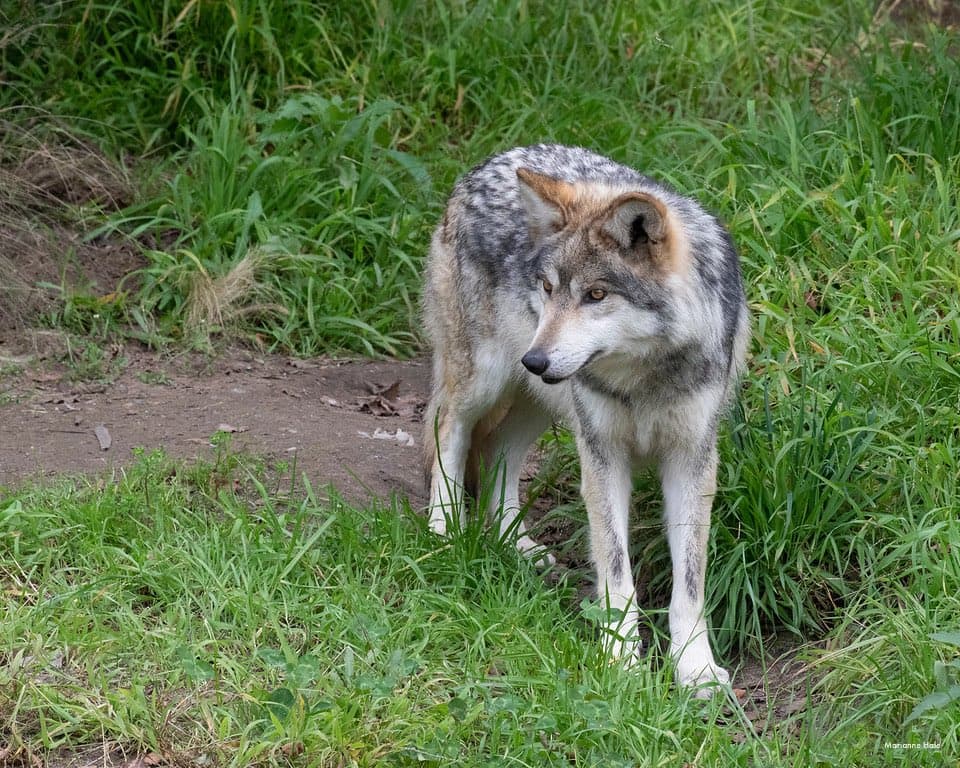 El objetivo de traer a estos animales es aumentar la población para liberar lobos sanos en el Área de Recuperación de Lobos Mexicanos del suroeste. Las cuatro hermanas formarán parte algunos estudios, según funcionarios del zoológico.
<br>