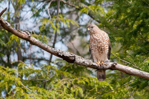 Una pequeña porción de la población, que consiste principalmente de aves más jóvenes, migran los inviernos a Florida, la costa de Texas y en el bajo Delta del Mississippi.
<br>
<br>Por lo que se podrán ver durante este fin de semana en Texas por el frente frío que azotó el norte.