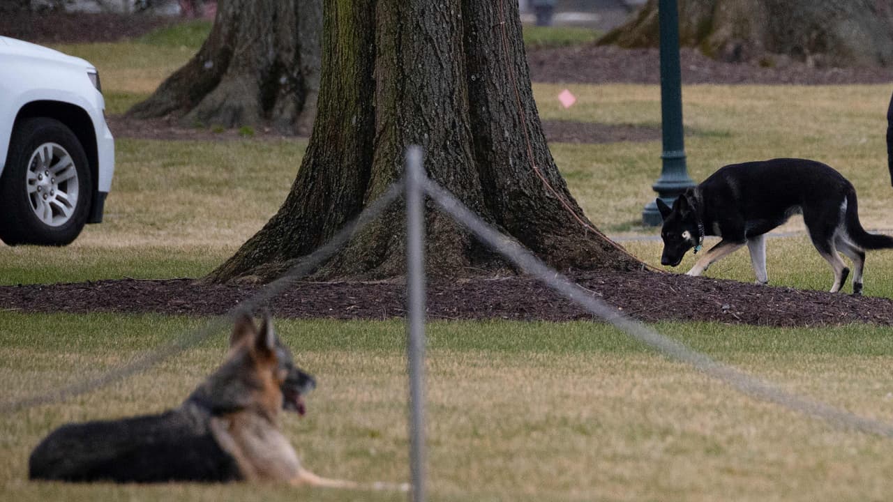 En video. La Casa Blanca acaba de recibir a sus nuevos inquilinos caninos, Major y Champ, quienes ya se hicieron sentir en la Oficina Oval del presidente. Ellos son los dos perros que acompañarán a la familia Biden en 1600 Pensilvania Avenue.