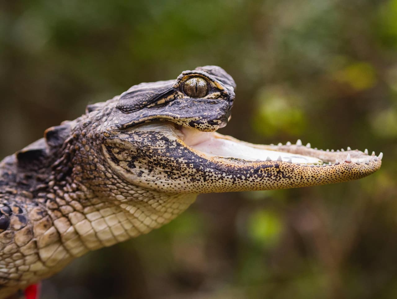 La caimán fue vista a finales de agosto deambulando sin la parte superior de su mandíbula cerca de una rampa de botes al norte de Orlando y se volvió viral en redes sociales luego de que fuera fotografiada.