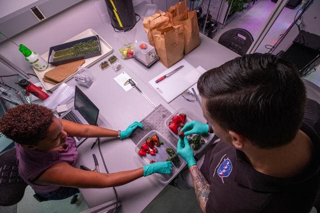 Para superar esos desafíos, los investigadores de plantas en el terreno utilizaron más de 180 sensores y controles para monitorear de cerca los chiles y controlar con precisión el ambiente para condiciones óptimas de crecimiento. 
<br>