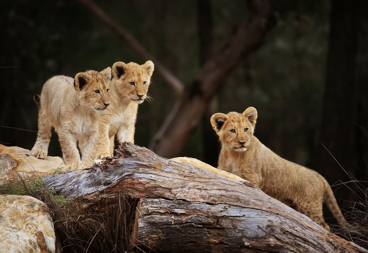 ¡Por eso son el encantador dolor de cabeza de su papá!