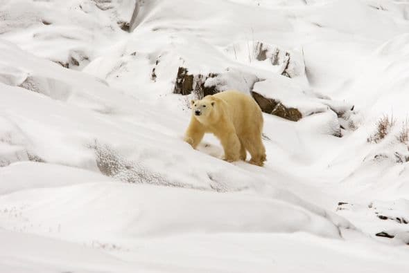 Están adaptados para vivir en el frío extremo polar. Su pelaje, especialmente denso, lo abriga y una gruesa capa de grasa parda actúa como aislante térmico.