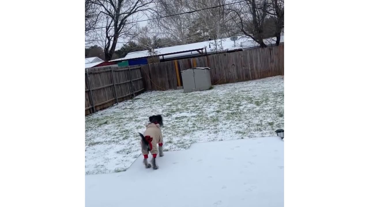 El perrito de Blanca Cabrera está contemplando el hielo en su jardín y luce su pijama.