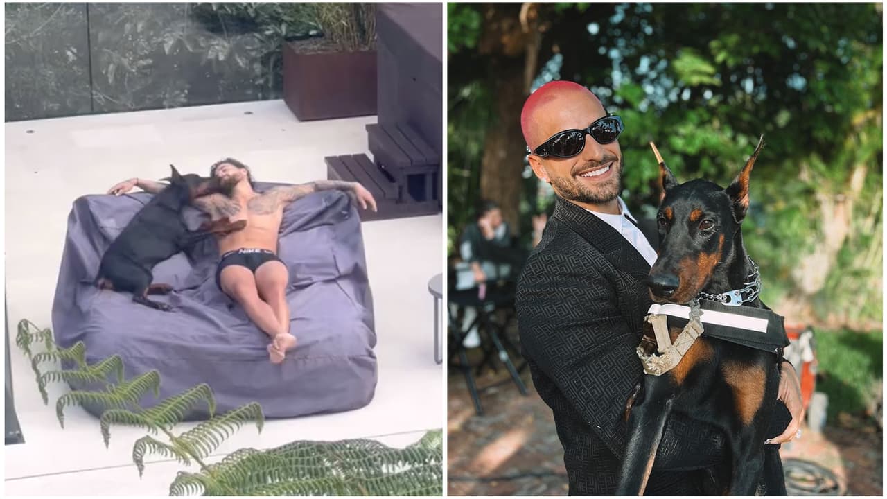Maluma volvió a ser mordido por uno de sus dóberman: ahora fue en la tetilla y no en la cara