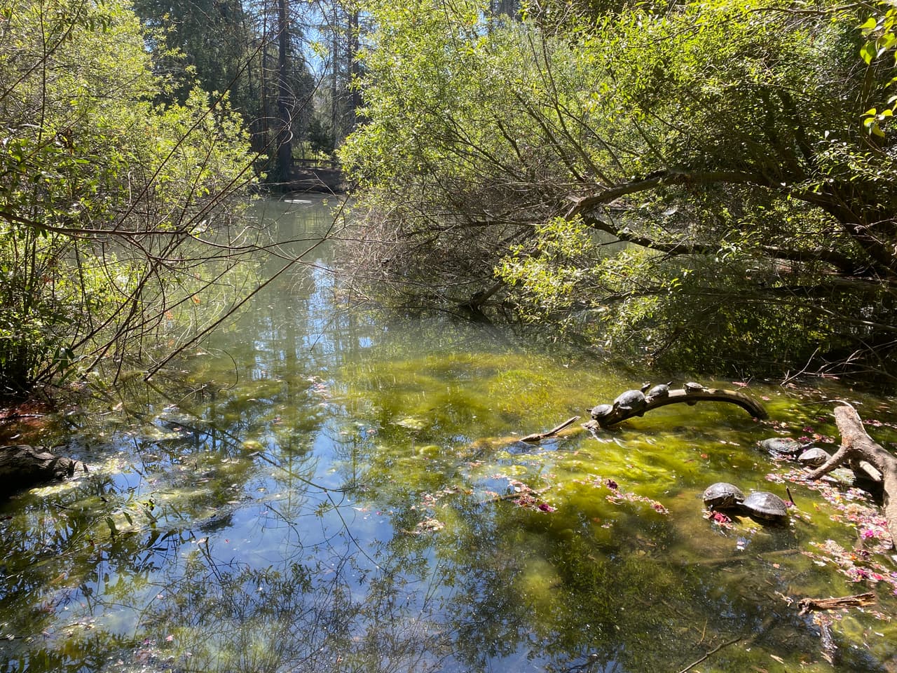 Si subes en tu vehículo, te recomendamos viajar despacio, ya que la vía es doble. Si subes en bicicleta, ten en cuenta que no serás el único en la vía de menos de media milla.