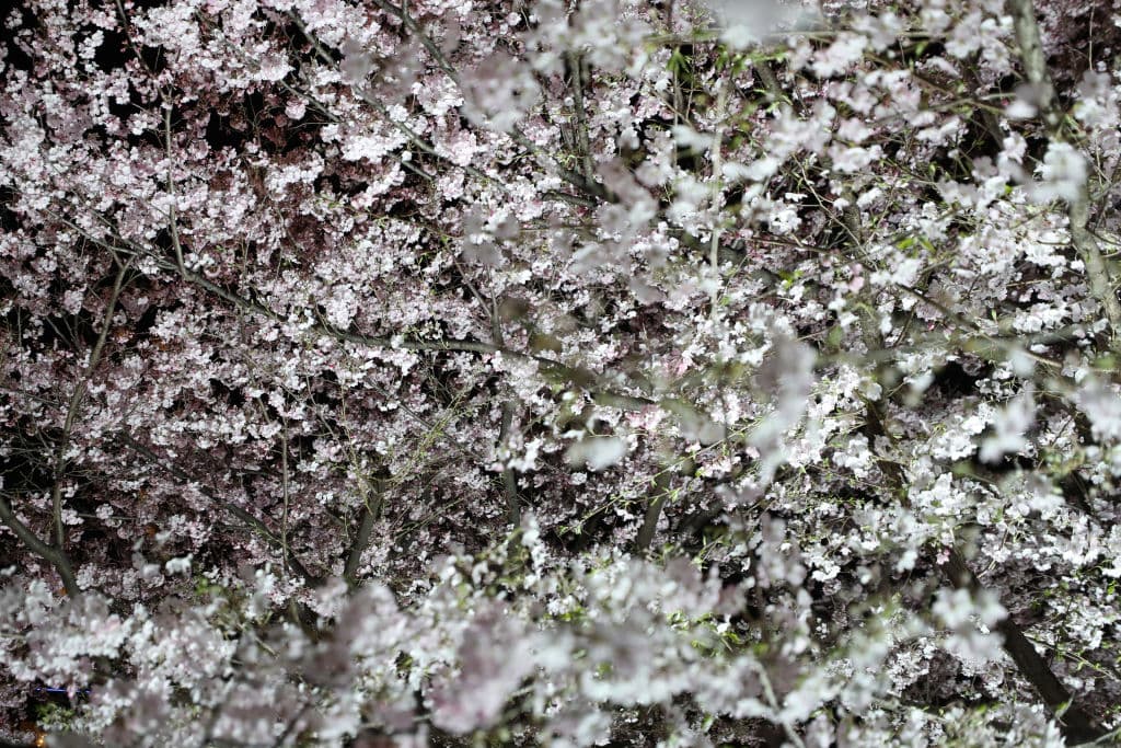 Durante el máximo apogeo, los cerezos quedan completamente cubiertos con las flores blancas y rosadas, como muestra esta fotografía junto al Río Meguro, en Tokio.