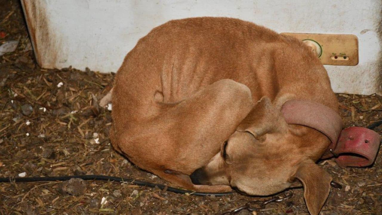 El 1 de enero de 2026, agentes del condado de Bexar acudieron al 
<b>bloque 600 de Kayroe Drive</b> tras recibir un reporte por un vehículo envuelto en llamas. 
<br>
<br>Al llegar al lugar, uno de los oficiales detectó una escena alarmante: 
<b>un perro color café,</b> 
<b>severamente desnutrido</b>, se encontraba encadenado a una cerca sin acceso adecuado a alimento ni agua.