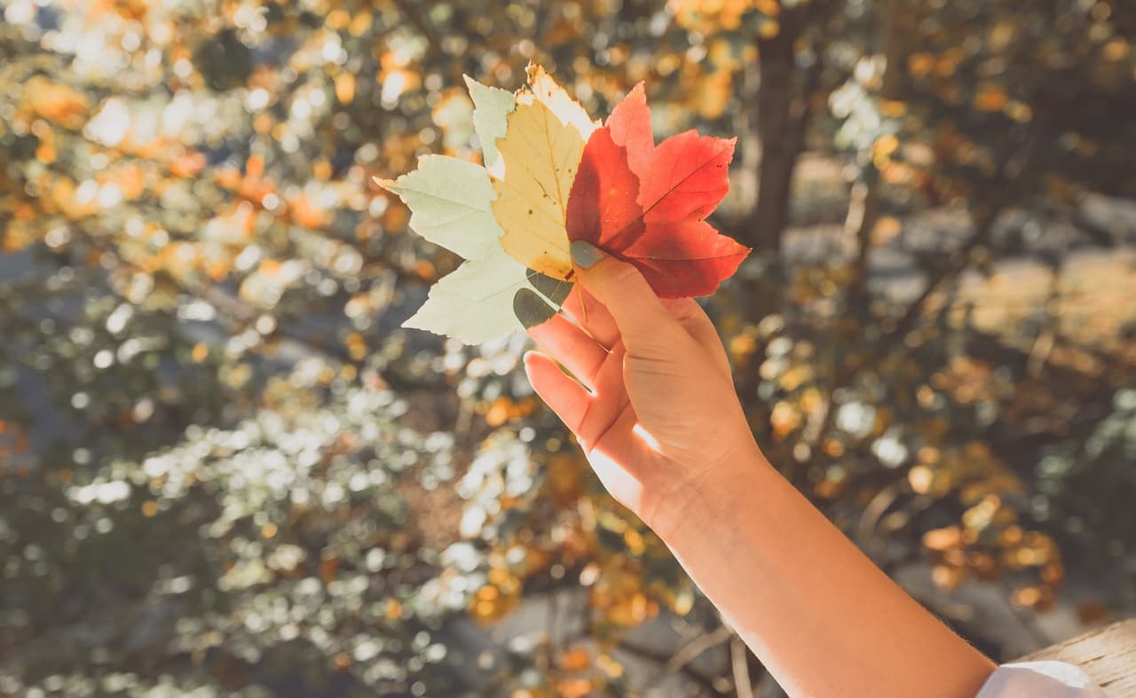 Ve a buscar hojas de otoño con tus hijos y luego organiza sus hojas en una fila para hacer un arcoíris, pega las hojas en un pedazo de papel y puedes usarlas como decoraciones festivas de otoño.