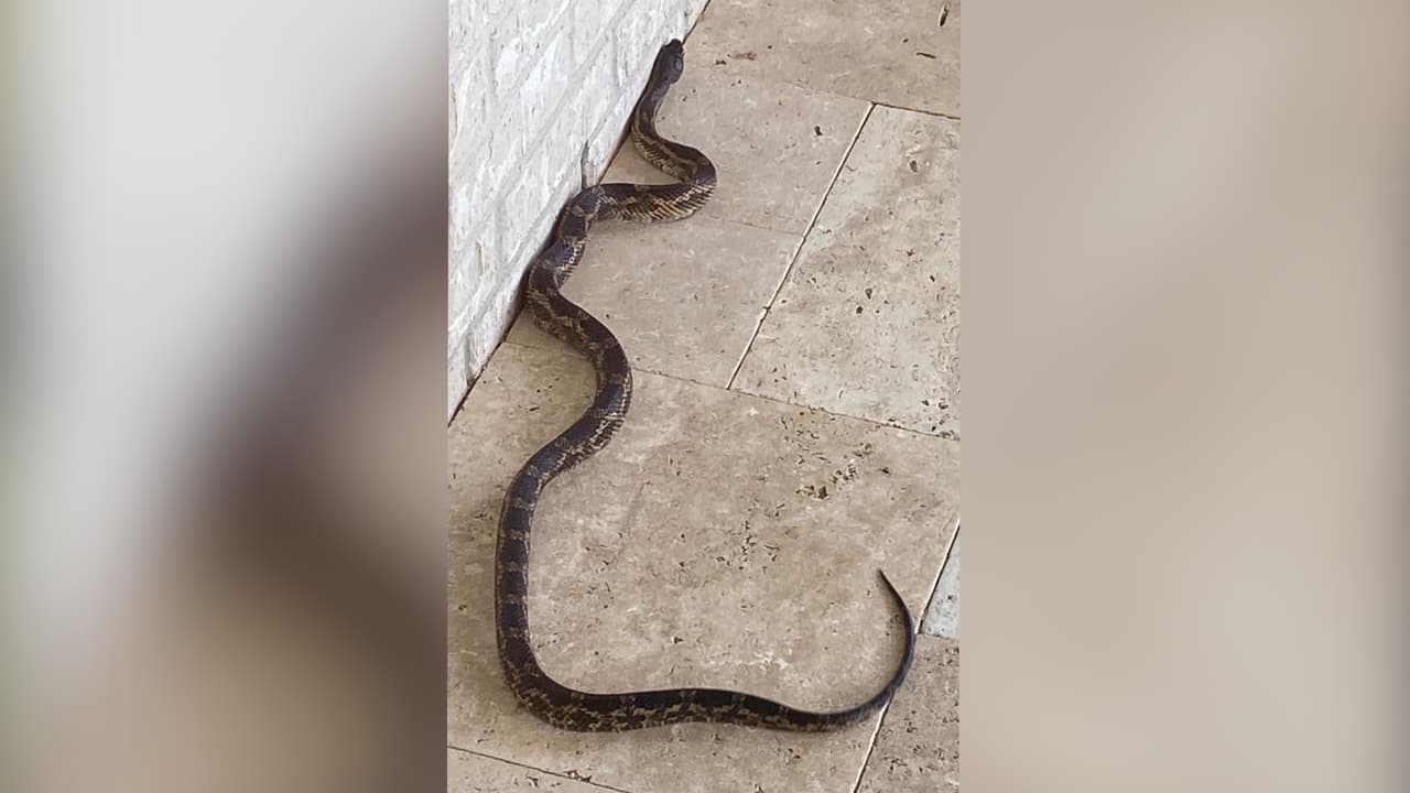 “Los oficiales recibieron una llamada sobre un visitante no deseado que viola las reglas de distanciamiento social al sentirse como en su casa en la cocina de los residentes”, continúa el reporte.