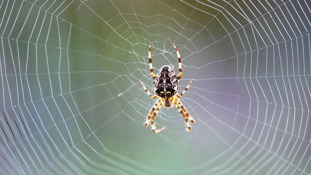 <h3 class="cms-H3-H3">👶 ¿Cómo proteger a tus hijos y a tu familia?</h3>
<br>Estas recomendaciones son clave, especialmente si tienes niños pequeños:
<br>
<b>Revisa ropa y zapatos antes de usarlos</b>, especialmente si han estado guardados mucho tiempo.
<br>
<b>No dejes juguetes, mochilas o mantas tiradas en el patio</b> o por días en el garaje.
<br>
<b>Educa a tus hijos:</b> enséñales a no tocar arañas, aunque parezcan inofensivas.
<br>
<b>Sella grietas o rendijas en puertas</b>, ventanas y paredes donde puedan colarse.
<br>
<b>Sacude sábanas, toallas y cortinas</b> si no se han usado en mucho tiempo.