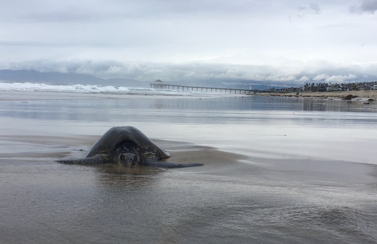 Tras las fuertes precipitaciones y alto oleaje que sacudieron al océano Pacífico, una tortuga gigante quedó atascada en la orilla de Manhatan Beach, informó el departamento de salvavidas del condado de Los Ángeles.