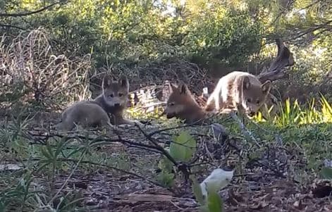 La única manada de lobos en California ahora cuenta con tres cachorros