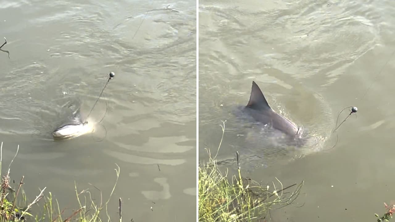 Graban a un tiburón en el Río Guadalupe de Texas y se viraliza en redes sociales