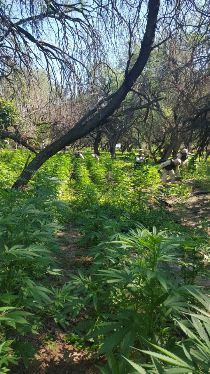 Según las autoridades este tipo de siembra es común en la frontera, en áreas desoladas donde las autoridades mexicanas no tienen fácil acceso.