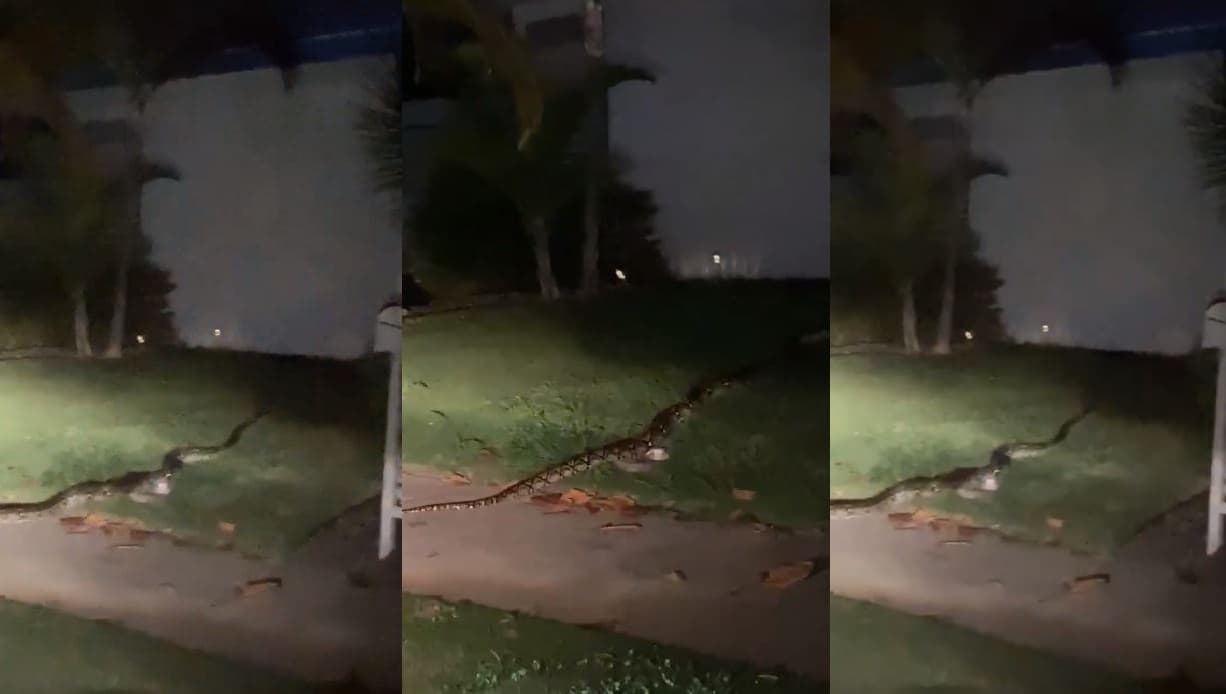 Pitón Reticulada sorprende a vecinos de Bayamón