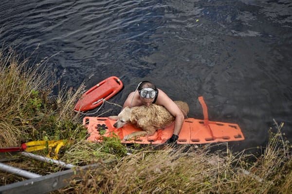Equipo de bomberos rescata a perro de canal en Miami