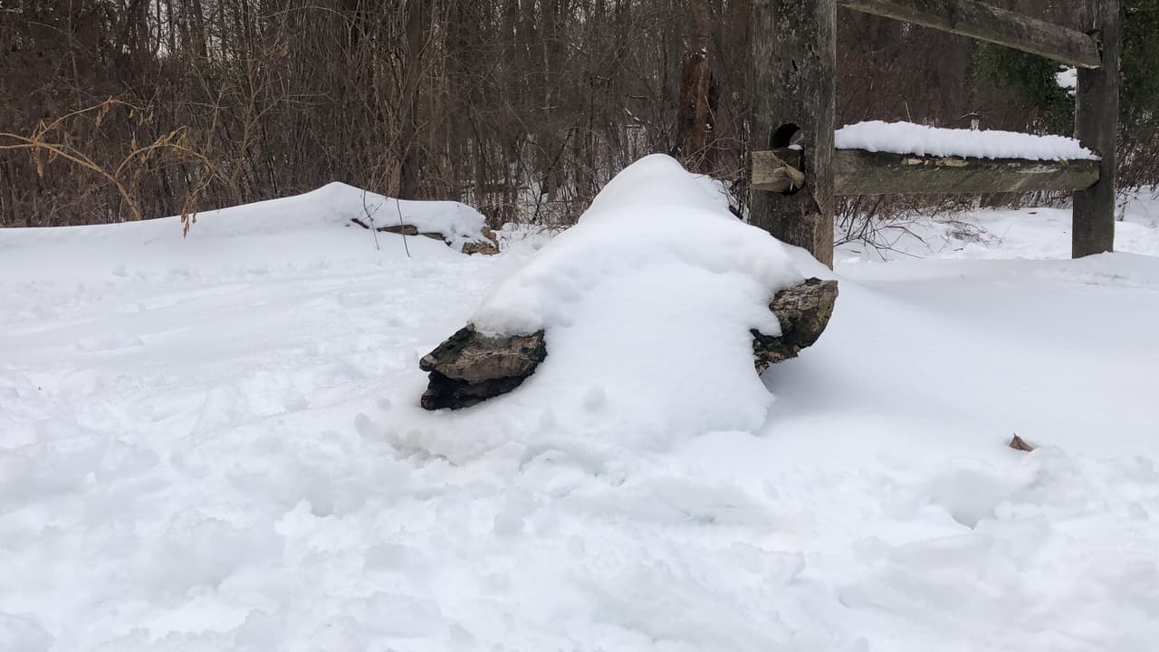 La tormenta dejó árboles caídos y forrados de nieve.