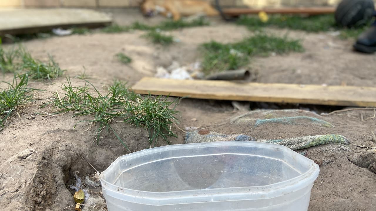 Los animales rescatados sufrieron estrés por el fuerte calor que hacía en el lugar.