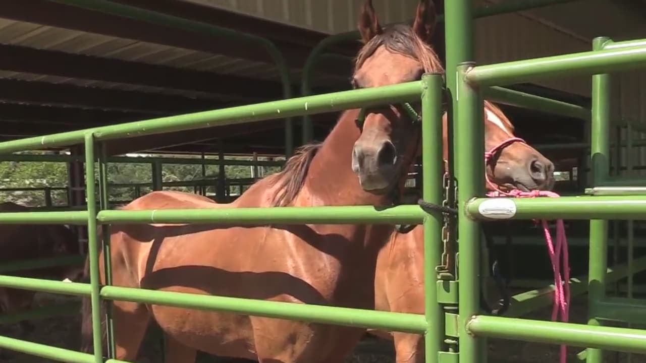 El alguacil Javier Salazar proporcionó detalles sobre un caso de crueldad animal en el que nuestra Unidad de Estray de Animales.