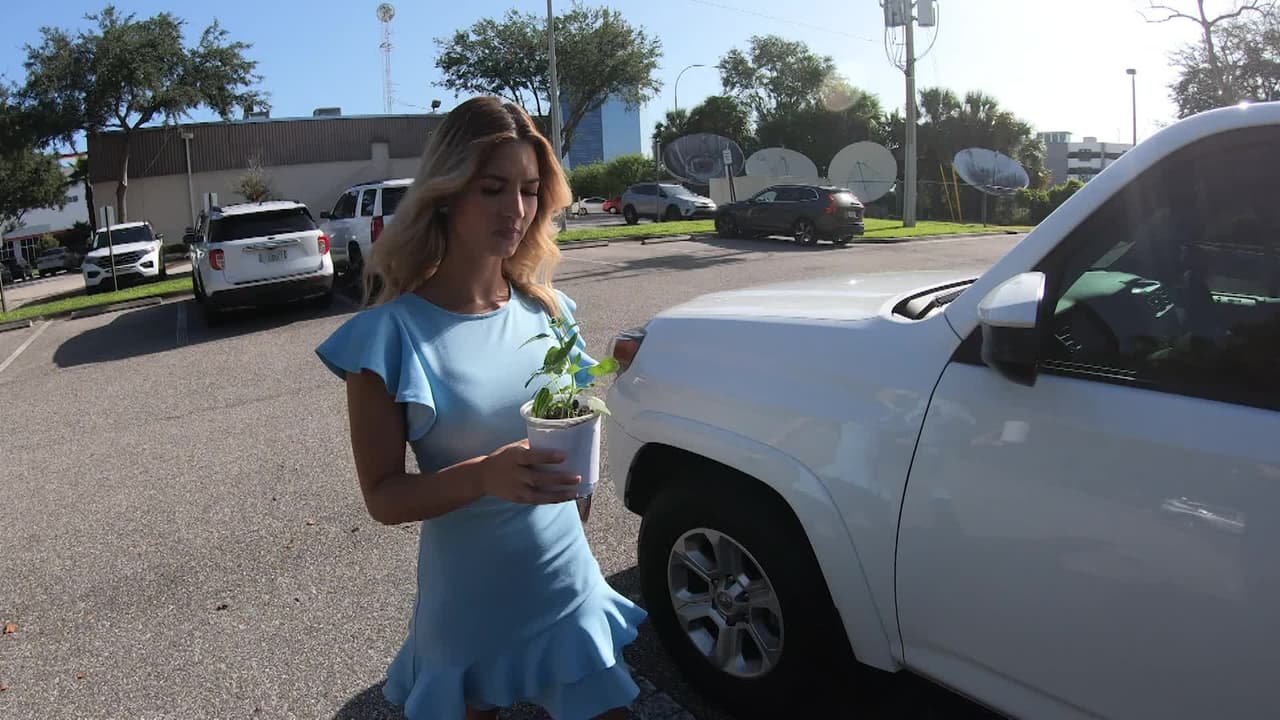 Planta sufre los efectos del calor dentro de un auto en Florida