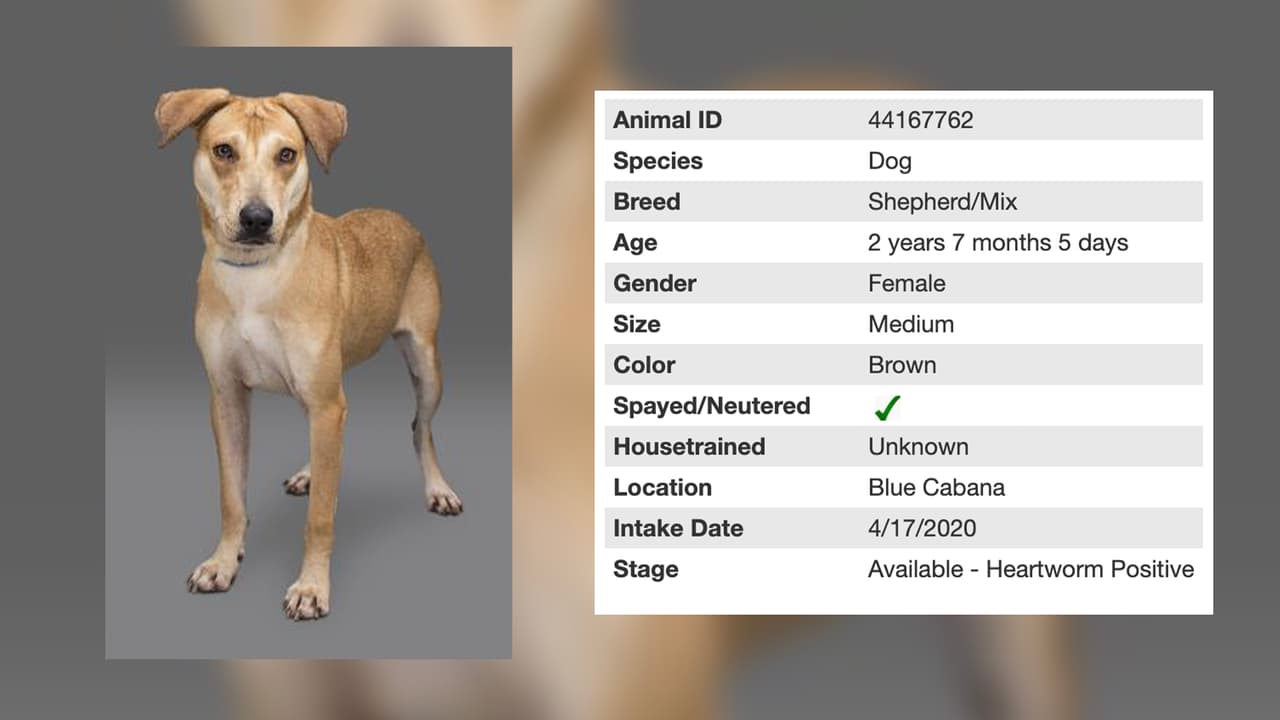 Aquí tenemos a Jenni quien tiene 2 años con 7 meses y está a la espera de ser adoptada.