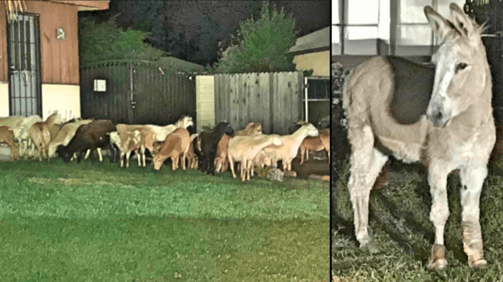 Policía identifica a un burro como "el líder" de una manada de chivos que rondaba por una zona residencial