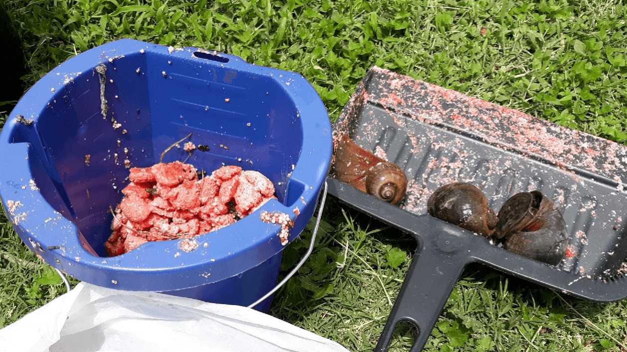 Los caracoles manzana gigantes atacan el River Walk de nuevo