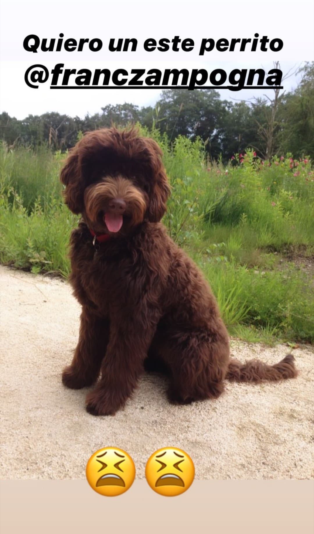 El pasado domingo, la conductora dominicana eligió que tipo de mascota quiere en la familia que proximamente iniciará con el empresario italiano, ¿será que Francesco le conceda su deseo?