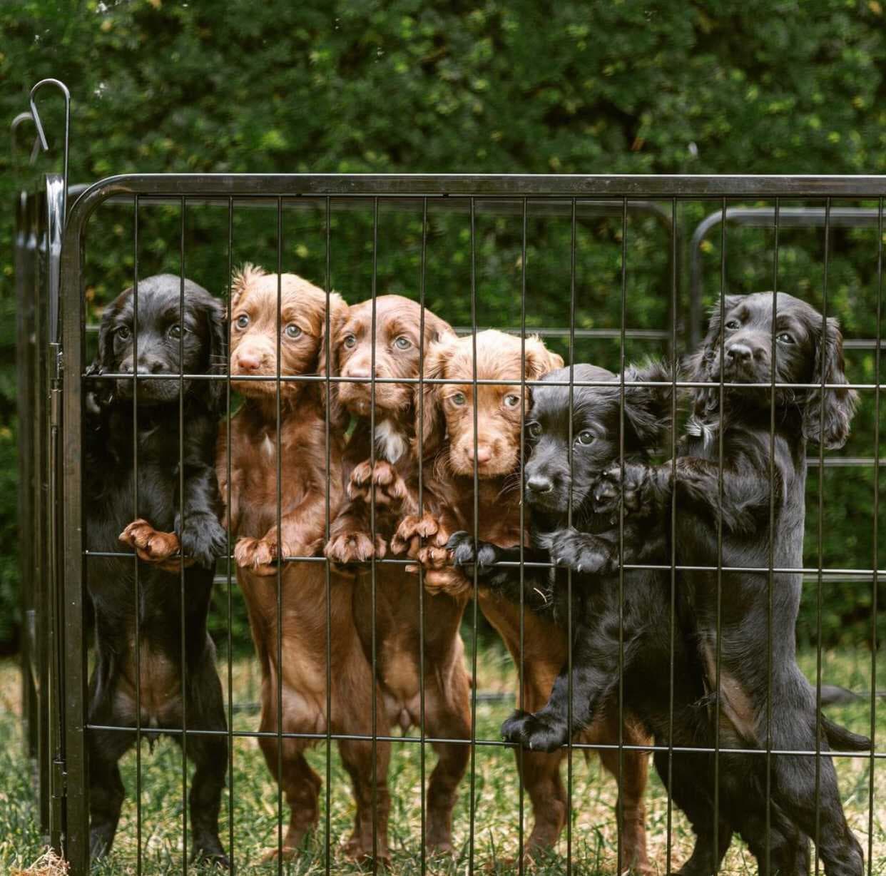 James Middleton ha dicho que los perros lo han ayudado para enfrentar la depresión. "Ante todo, los animales 
<b><a href="https://www.youtube.com/watch?v=1kSGV-RFCuU" target="_blank">son los héroes anónimos en nuestras vidas</a></b>", comentó por aquellas fechas en una transmisión en vivo por Instagram para hablar sobre la organización benéfica Pets As Therapy, de la que es embajador.
<br>